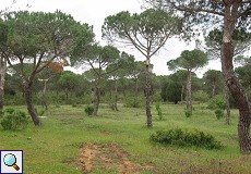 Offene Landschaft mit Pinien (Pinus pinea) am Besucherzentrum El Acebuche