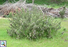 Rosmarinbusch (Rosmarinus officinalis) am Besucherzentrum El Acebuche
