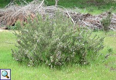 Rosmarinbusch (Rosmarinus officinalis) am Besucherzentrum El Acebuche