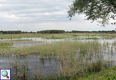 Blick auf die Lagune am Besucherzentrum El Acebuche