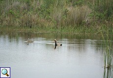 Ein Pärchen Kolbenenten (Netta rufina) in der Lagune am Besucherzentrum El Acebuche