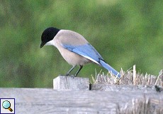 Blauelster (Cyanopica cyana) am Besucherzentrum El Acebuche