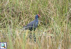 Purpurhuhn (Porphyrio porphyrio) am Besucherzentrum El Acebuche