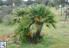 Zwergpalme (Chamaerops humilis) am Besucherzentrum El Acebuche