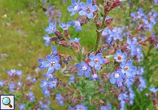 Italienische Ochsenzunge (Anchusa azurea) am Besucherzentrum El Acebuche