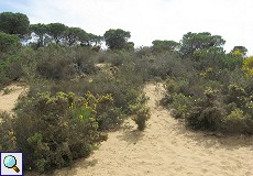 Dünenvegetation am Wanderweg Cuesta de Maneli