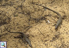 Algerische Sandläufer (Psammodromus algirus) am Dünenpfad Cuesta de Maneli