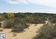 Blick auf die Dünenlandschaft am Wanderpfad Cuesta de Maneli