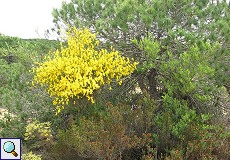 Leuchtend gelb blühender Ginster (Ginesta sp.) am Wanderweg Cuesta de Maneli
