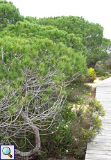 Niedrige Pflanzen säumen den Plankenweg am Wanderweg Cuesta de Maneli