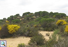 Bereich mit lockerer Vegetation am Dünenpfad Cuesta de Maneli