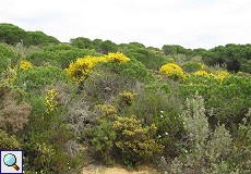 Bereich mit dichter Vegetation am Dünenpfad Cuesta de Maneli