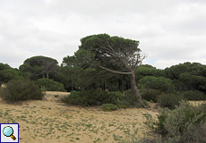 Windschiefer Baum am Wanderweg Cuesta de Maneli