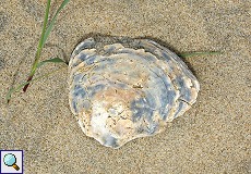 Muschel am Strand am Wanderweg Cuesta de Maneli