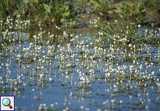 Gewöhnlicher Wasserhahnenfuß (Ranunculus aquatilis) im Nationalpark Coto de Doñana