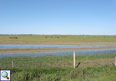 Pferde im Nationalpark Coto de Doñana