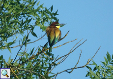 Bienenfresser (Merops apiaster) im Nationalpark Coto de Doñana