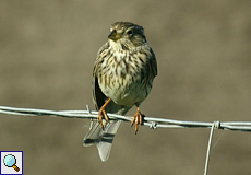 Grauammer (Emberiza calandra) im Nationalpark Coto de Doñana