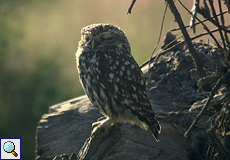 Steinkauz (Athene noctua) im Nationalpark Coto de Doñana