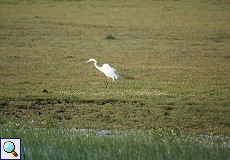 Silberreiher (Ardea alba) auf einer Wiese im Nationalpark Coto de Doñana