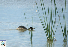 Haubentaucher (Podiceps cristatus) im Nationalpark Coto de Doñana