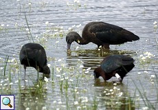 Sichler (Plegadis falcinellus) im Nationalpark Coto de Doñana