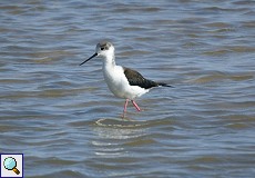 Stelzenläufer (Himantopus himantopus) im Nationalpark Coto de Doñana