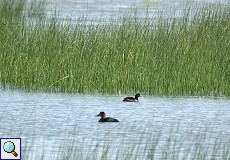 Wasservögel im Nationalpark Coto de Doñana
