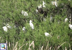 Kuhreiher (Bubulcus ibis) im Nationalpark Coto de Doñana