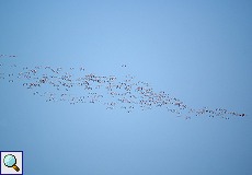 Fliegende Rosaflamingos (Phoenicopterus roseus) im Nationalpark Coto de Doñana