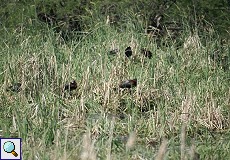 Sichler-Nistkolonie (Plegadis falcinellus) im Nationalpark Coto de Doñana