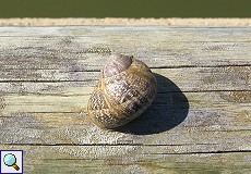 Unbestimmte Schnecke im Nationalpark Coto de Doñana