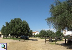 Platz in El Rocío mit alten Olivenbäumen