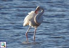 Rosaflamingo (Phoenicopterus roseus) in der Lagune in El Rocío