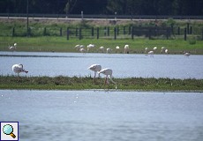 Rosaflamingos in der Lagune in El Rocío