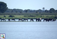 Pferde an der Lagune von El Rocío