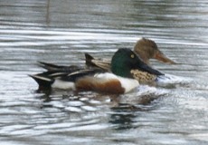 Löffelenten (Spatula clypeata) am Besucherzentrum 'La Rocina'