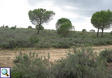 Offene Landschaft mit Büschen und Bäumen am Besucherzentrum 'La Rocina'