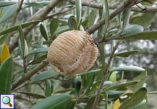 Insektennest an einem Baum am Besucherzentrum 'La Rocina'