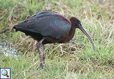 Sichler (Plegadis falcinellus) am Besucherzentrum 'La Rocina'