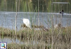 Seidenreiher (Egretta garzetta) am Besucherzentrum 'La Rocina'