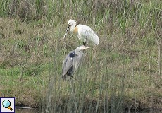 Graureiher (Ardea cinerea cinerea) und Löffler (Platalea leucorodia leucorodia) am Besucherzentrum 'La Rocina'