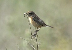 Weibliches Schwarzkehlchen (Saxicola rubicola) am Besucherzentrum 'La Rocina'