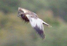 Schwarzmilan (Milvus migrans) am Besucherzentrum 'La Rocina'