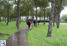 Spaziergang durch den Pinienwald am Besucherzentrum 'La Rocina'