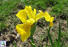 Sumpf-Schwertlilie (Yellow Iris, Iris pseudacorus)