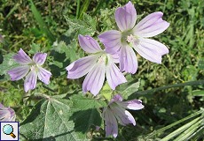Malve (Mallow, Malva sp.)