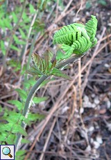 Königsfarn (Royal Fern, Osmunda regalis)
