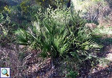 Zwergpalme (Mediterranean Fan Palm, Chamaerops humilis)