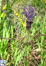 Schopfige Traubenhyazinthe (Tassel Hyacinth, Muscari comosum)